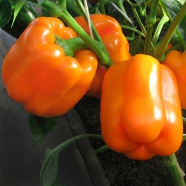 Григорьев перец Перец сладкий Orange Bell