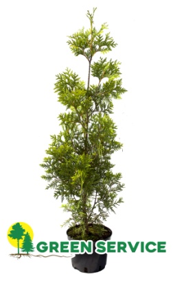 Саженец Green Service туя Yellow Ribbon, пестрый