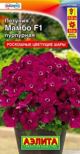 Аэлита петуния Мамбо F1 пурпурная