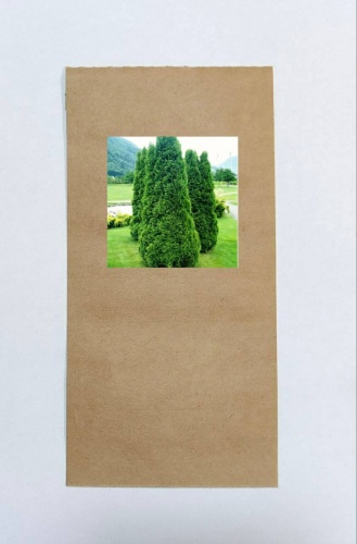 Туя Columna/Колумна
