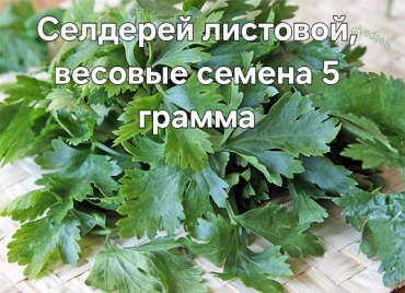 Сельдерей Листовой, весовые семена 5 грамм