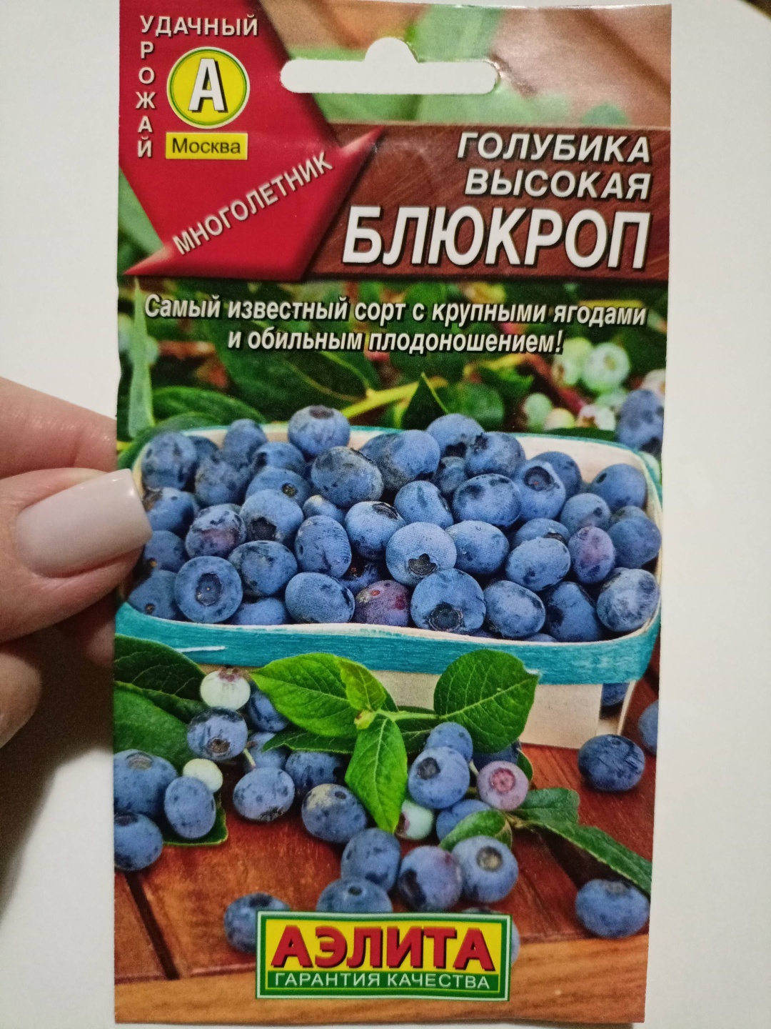 Аэлита голубика Блюкроп