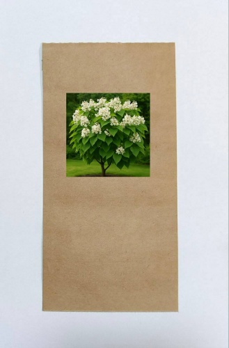 Катальпа bignonioides Nana