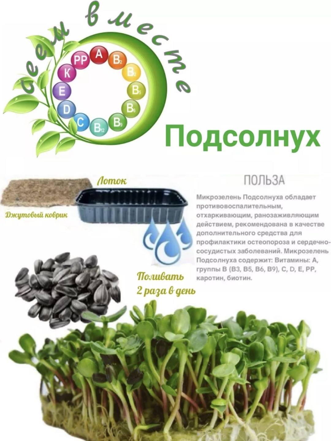 Набор для выращивания Сеем Вместе Набор микрозелени «Иммунитет»