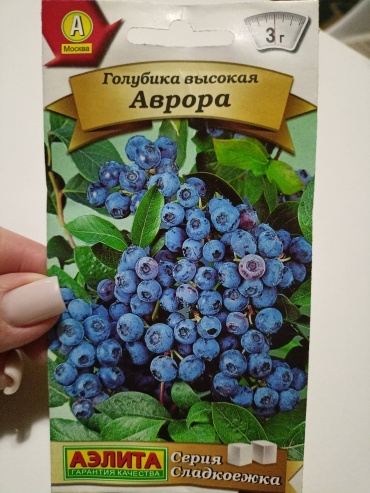 Аэлита голубика Аврора