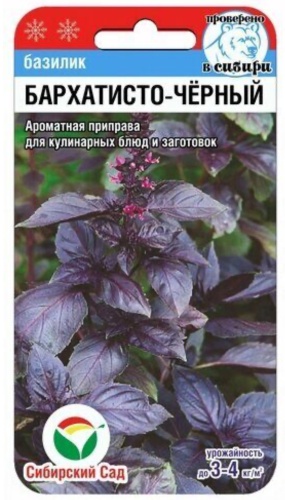 Сибирский сад базилик Бархатисто-Черный