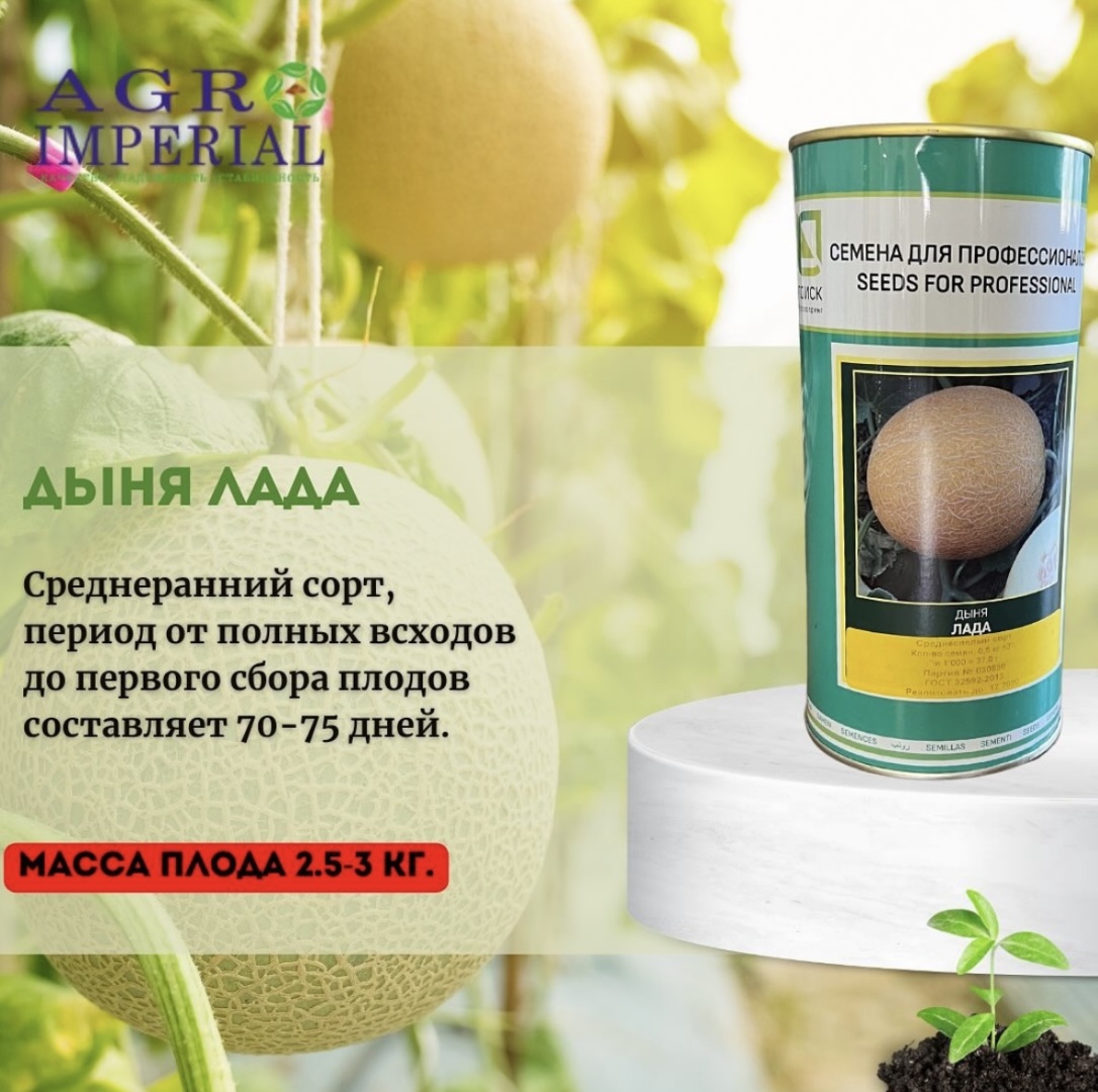 Поиск дыня Лада