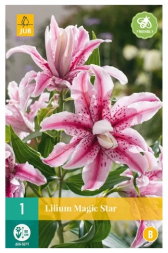 JUB Holland лилия MAGIC STAR 1 уп