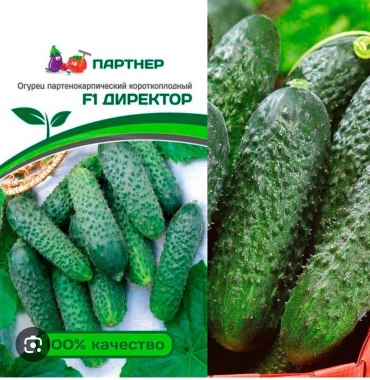 Партнер огурец Директор