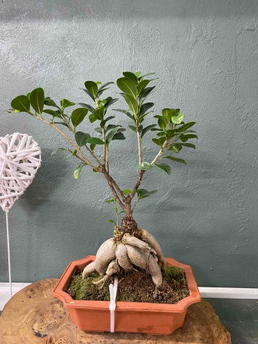 AssylBloom бонсай 4568899654322 многолетнее 25 см