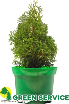 Саженец Green Service туя Miky, зеленый