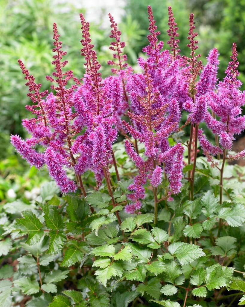 Астильба Purple Rain