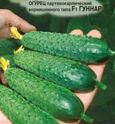 Партнер огурец Гуннар F1