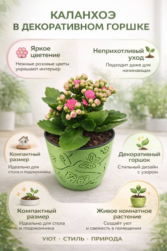 Каланхоэ 30327104_356737807 многолетнее 10 см