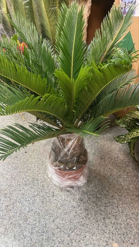 Растение Gulsezim_flowers цикас 017563330 многолетнее 60 см