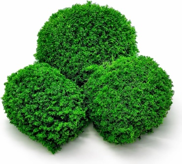 GreenPlant кочкообразный мох GP-RY-01 зеленый