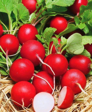 Редис Коллекционные семена редиса 18 дней