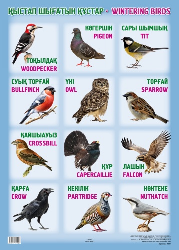 Плакат 888 А2 Плакат. Қыстап шығатын құстар / wintering Birds, A2, фотобумага