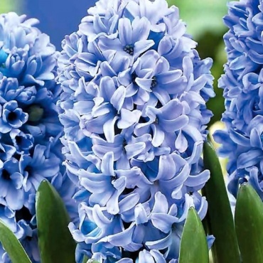 DRAGON гиацинт гиацинт Delft Blue