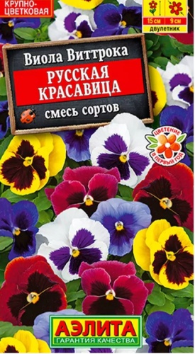 Аэлита виола Русская красавица
