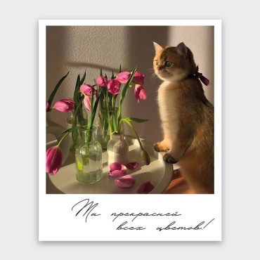 Открытка Фотокарточка / Открытка с котиком / Открытка подарочная / Девушке 1 шт
