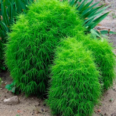 Кохия Коллекционные семена Кохия летний кипарис