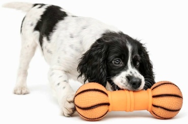 Игрушка Pet Fashion гантель Баскетбол оранжевый