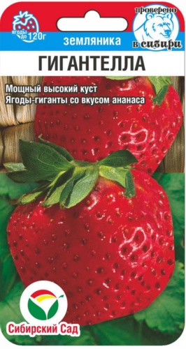 Сибирский сад земляника Гигантелла