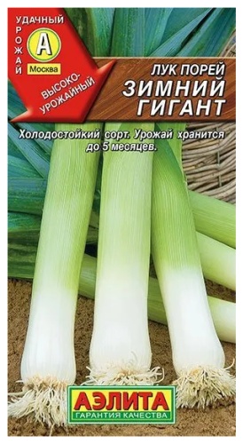 Аэлита лук Зимний гигант