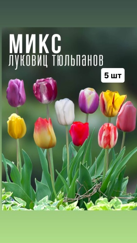 Тюльпан Микс