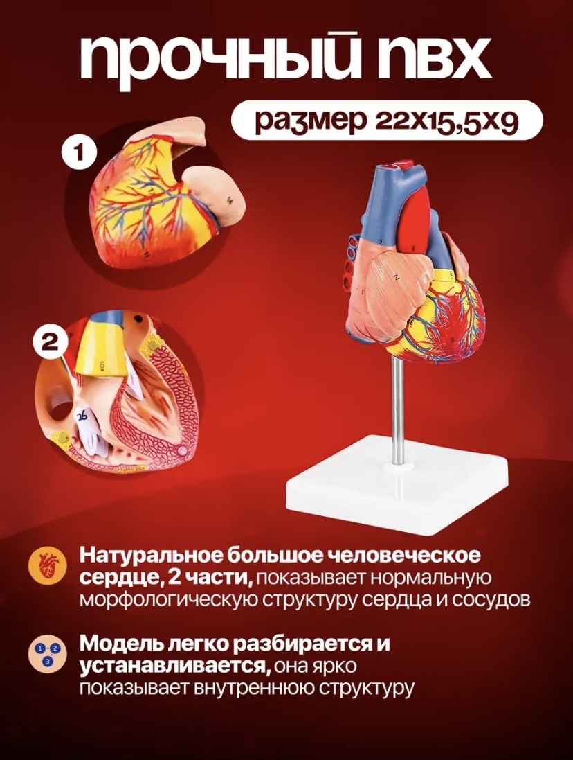 Модель сердца пластик