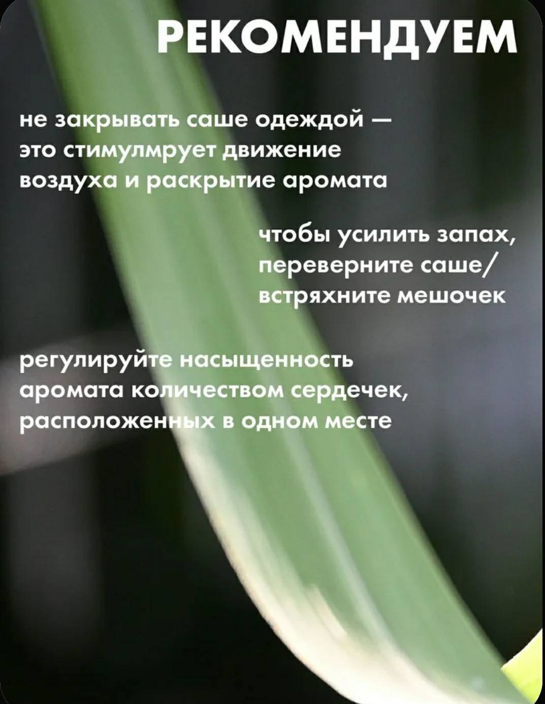 Саше Лемонграсс