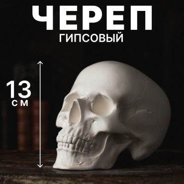 Академическая голова Череп 13 см