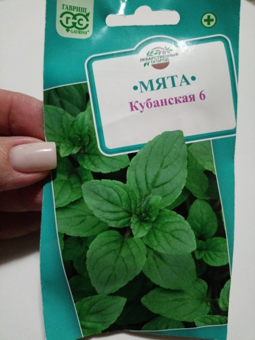 Гавриш мята Кубанская 6