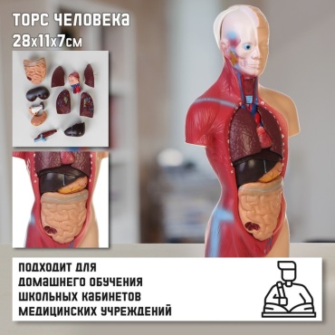 Модель торса пластик