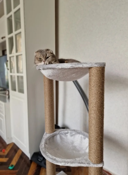 Когтеточка