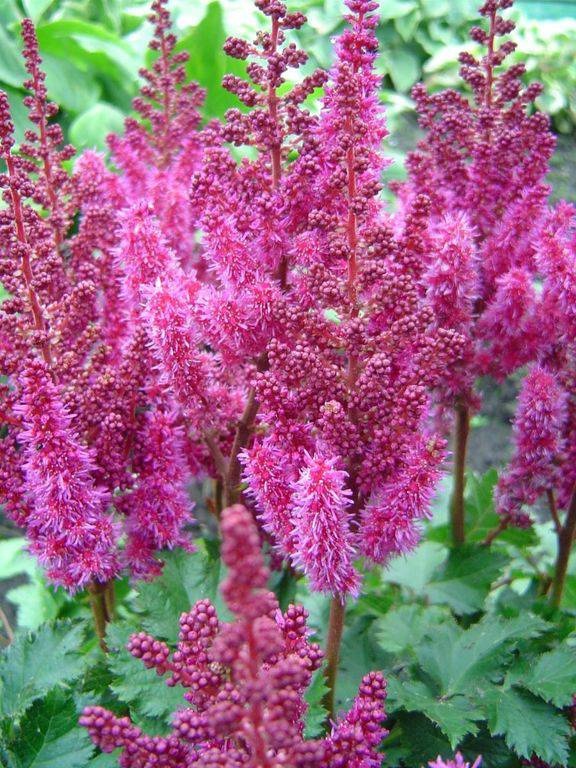 Астильба Purple Rain
