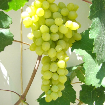 Vitis виноград Кишмиш Володар