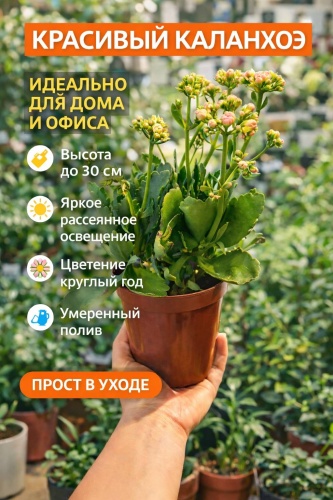 Almaexpress каланхоэ, каланхое Каланхоэ розовый/933223473 многолетнее 28 см