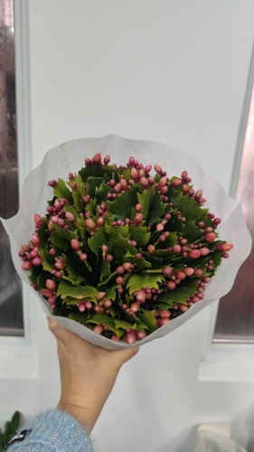 Шлюмбергера 30089318_664403449 многолетнее 30 см