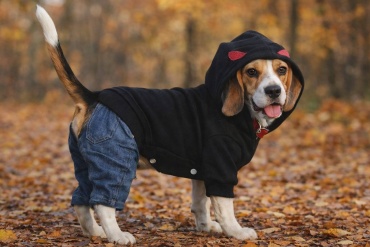 Pet Fashion комбинезон мультиколор XL