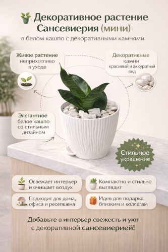 Сансевиерия 30327104_622710720 многолетнее 10 см