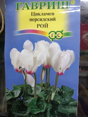 Гавриш цикламен Персидский Рой