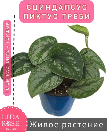 Lidarose сциндапсус, эпипремнум 973189798 многолетнее 16 см