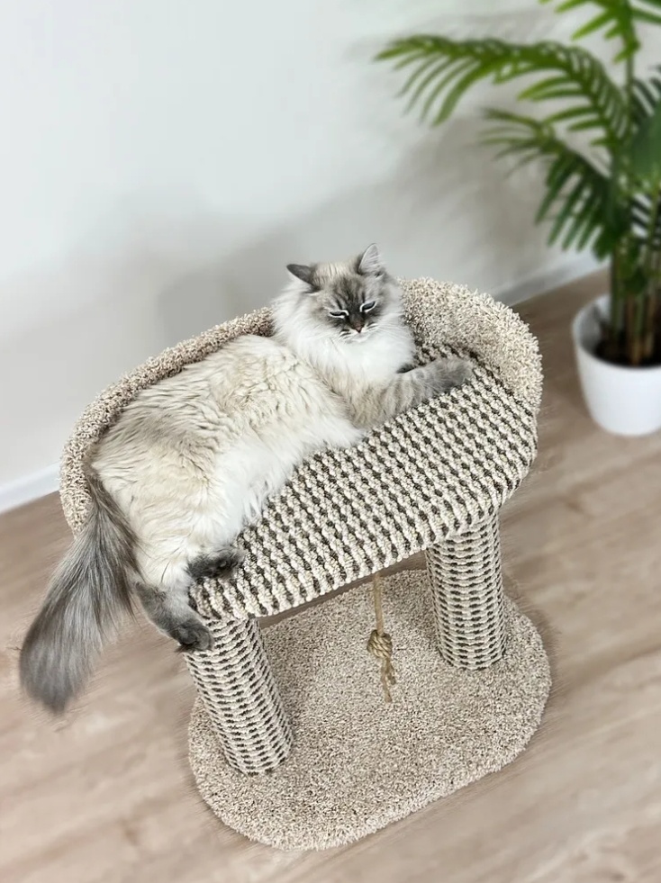 Когтеточка
