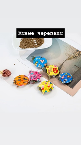 живые черепашки