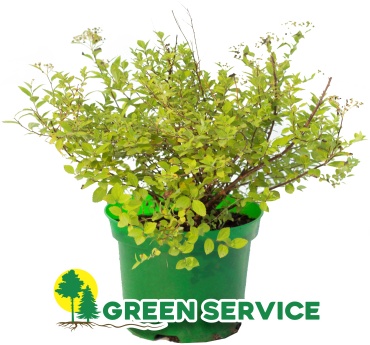 Green Service спирея Little Princess
