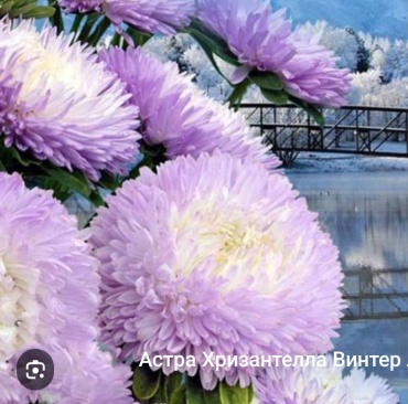 Satimex астра Хризантелла Винтер Лук