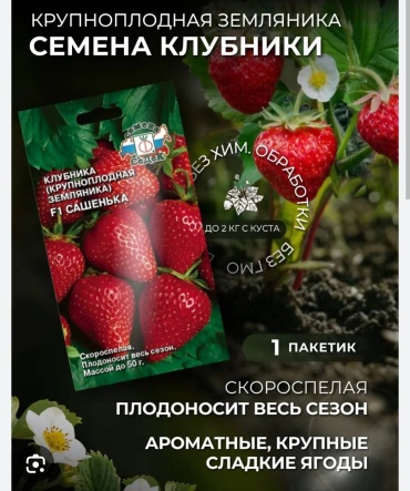 СеДеК клубника Сашенька
