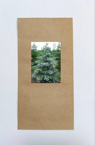Ель Сизая Glauca